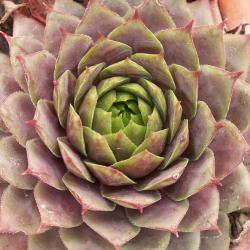 Sempervivum - Dachwurz - Hauswurz